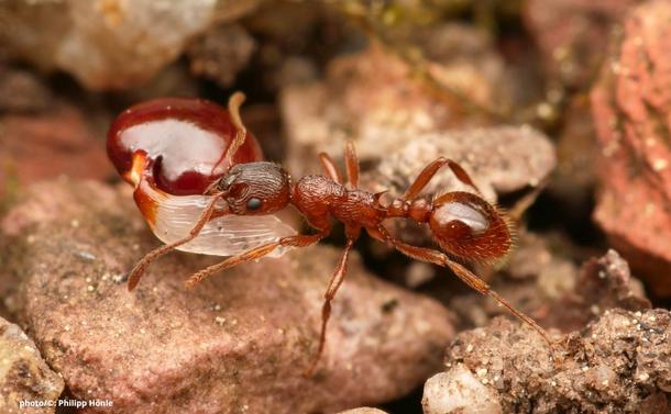 Ant of the species Myrmica rubra carrying a plant seed (photo/©: Dr. Philipp Hönle)