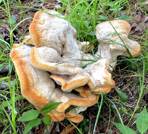 A cluster of large mushrooms with a wavy texture, featuring a light grayish body and orange edges, surrounded by green grass and small plants.