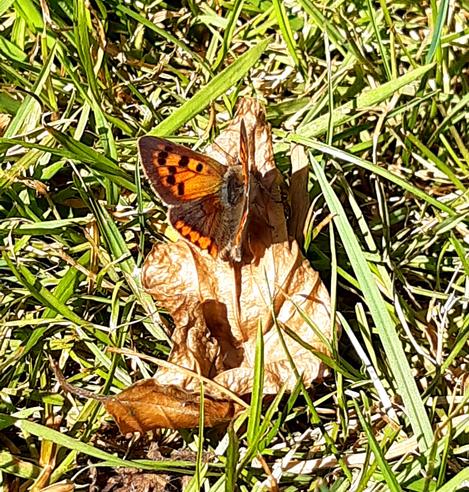 Kleinerer orangefarbener Falter mit schwarzen Punkten.