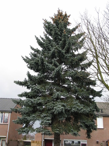 Photo of treespecies Picea pungens : Category is boom-tree-baum-arbre-arbol