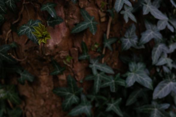 A tree trunk entwined with ivy. The focus is on a sprout coming out of the tree trunk.