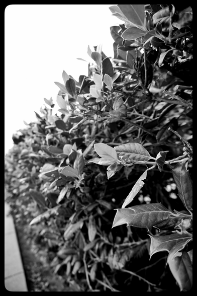A monochrome picture showing a ling line of shrubs, where thr leaves close to the camera ar in focus, and as the shrub progresses into the distance leaves lose focus. The sky is completely bliwn-out, and only is seen as white light.