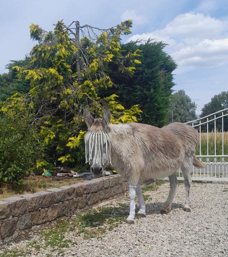 Un âne gris dans une allée en gravier du jardin, avec un portail blanc, une haie et un champ en arrière plan. Elle porte des grandes chaussettes blanches aux pattes avant et un bandeau a frange sue le front