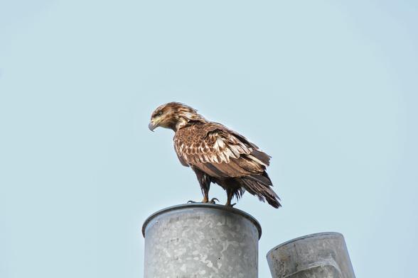 A close up of a young bald eagle, chocolate brown with small white feathers, on top of a metal structure on the coast of Juneau, Alaska.