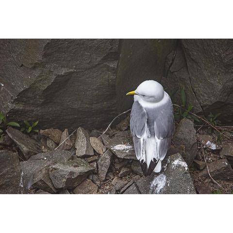 A seabird with white head, yellow beak, grey body, and black wing-tips sitting on dark grey-brown rocks, looking to camera left, its back to the viewer. The seabird is seen from slightly above.
