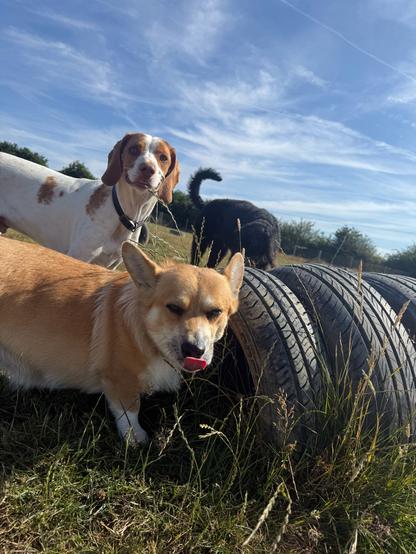 Canis lupus pembrokensis, in front of a row of three rubber tyres, doing a sultry mlem. A white and brown dog named Alfie is looming behind her.