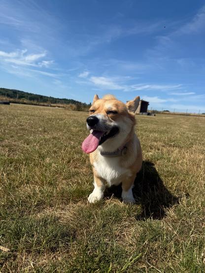Canis lupus pembrokensis, on a grassy field, happy facr and big tongue out.