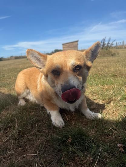 Canis lupus pembrokensis, on a grassy field, doing a mlem in the shade of the human holding the camera.