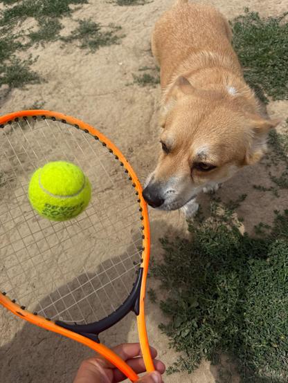 Canis lupus pembrokensis, looking suspiciously at a tennis racket with a ball on it. She doesn't care about balls unless there's a treat waiting for her when she catches it.