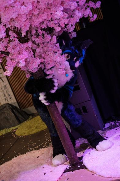 A photography showing a fursuiter standing right behind an artificial cherry blossom tree while clinging to its trunk with both paws. He's standing slightly bend to the side, being partially covered by the tree and its flowers, while looking into the camera in a cowed way. The background shows a huge artificial rock laying on the ground and a banner with some japanese sign ls on it, hanging from a wall inside the hall, this shot was taken in.