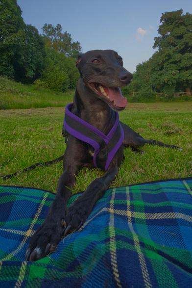 A black lurcher (greyhound cross) sitting on a tartan picnic blanket in a grassy field with large trees at the perimeter. The dog appears to be smiling and she's wearing a purple and black harness.