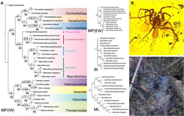 (A) Results of the unconstrained phylogenetic analyses. (B) Holotype male of Acanthomacrothele pauciverrucae sp. nov. (C) Web and habitat of an extant macrothelid spider.