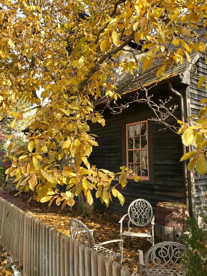 An old house with aged dark wiod siding and a light wood framed window  seen through the leaves and branches of a tree with yellow leaves in autumn. White iron chairs sit below the tree outside the window, autumn leaves lay across the ground.
