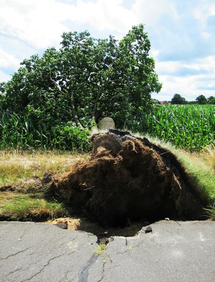 Ein entwurzelter Baum liegt in einem Maisfeld. Die Wurzel haben den davor liegenden Radweg aufgerissen.