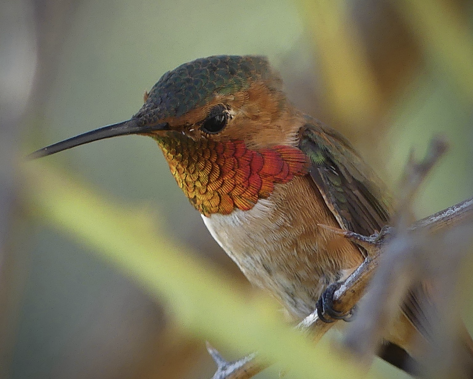 A male Allen’s hummingbird lodged in a tiny lime tree hangs on in the wind. Just his upper body is visible through the twigs. His green hair-do is blown back by the wind and his gorget is fiery orange and red