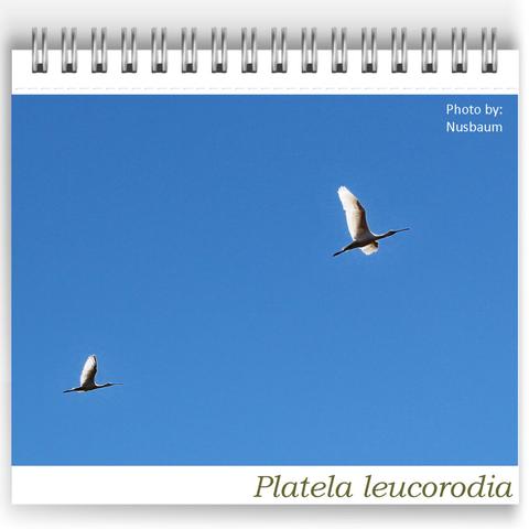 Two Eurasian Spoonbills (Platalea leucorodia) soaring across a clear blue sky in Bubulcus & Bolotas. Their distinctive spoon-shaped bills and graceful white wings are clearly visible in flight. Photo by: M. Nusbaum