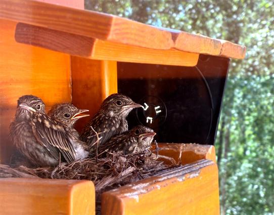 Four baby Spotted Flycatchers, getting really big, in their nest