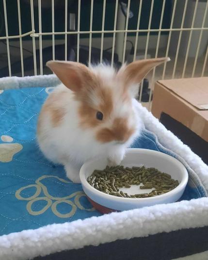 A white and brown baby bunny sitting beside a bowl of food on top of a box that is covered with a blue blanket