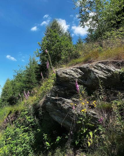 Roter Fingerhut auf Schiefergestein