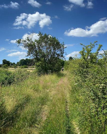Wanderung durch Sommerwiesen