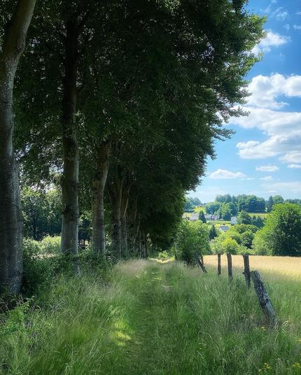Eine einseitige Buchenallee in der Eifel mit Sommerwiesen
