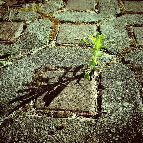 A small plant casting a long shadow across the concrete stones of a rural path.