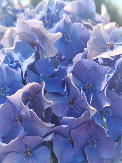 A close up of my mom's blue hydrangea in the late morning sun