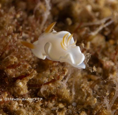 A small white sea slug with faint yellow rhinosphores and gills crawling on an undersea reef.