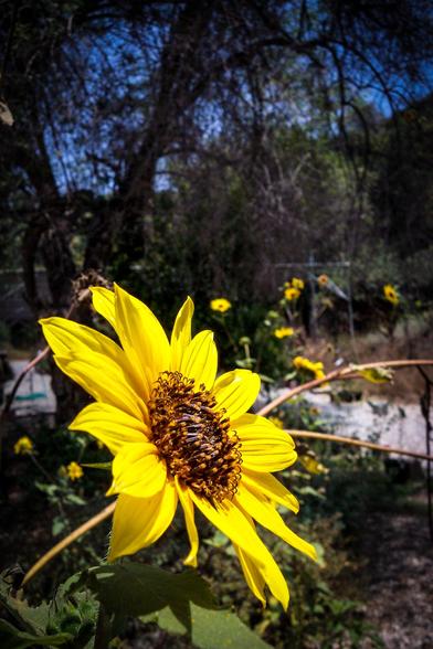 The image features a vibrant sunflower in the foreground, with its bright yellow petals and dark brown center prominently displayed. The sunflower is in sharp focus, showcasing its detailed texture and the intricate pattern of its seeds. The background is a blurred natural setting, with trees and other sunflowers visible, creating a sense of depth. The sky is visible through the branches, suggesting a sunny day. The overall composition highlights the sunflower's beauty against a natural backdrop.

Provided by @altbot, generated privately and locally using Ovis2-8B