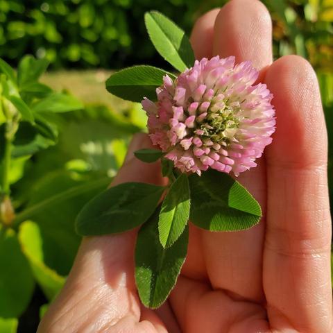 Close-up, eye-level shot of a hand holding a pink clover flower. The clover is centrally positioned, with the open palm supporting it. The background is out of focus, showing various shades of leafy green. Warm, direct sunlight illuminates the scene, accentuating the textures. The composition draws the viewer's attention to the flower.