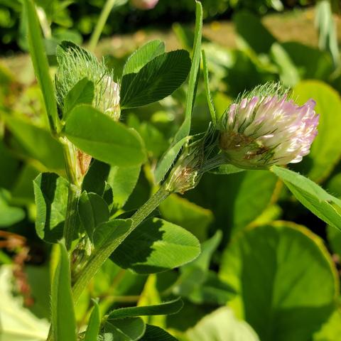 Close-up of a clover plant featuring vibrant green leaves and two flower heads, one in full bloom with delicate white and pale pink petals, and the other still budding. The image is brightly lit by the sun, highlighting the textures and details of the plant.