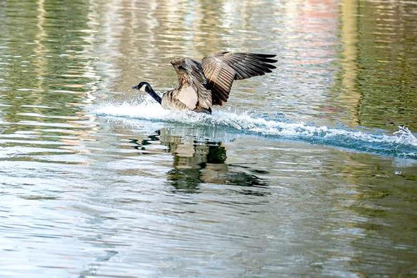Photo taken outside on a clear day of a Canadian goose about to take flight by skidding off the top of a clear body of water.