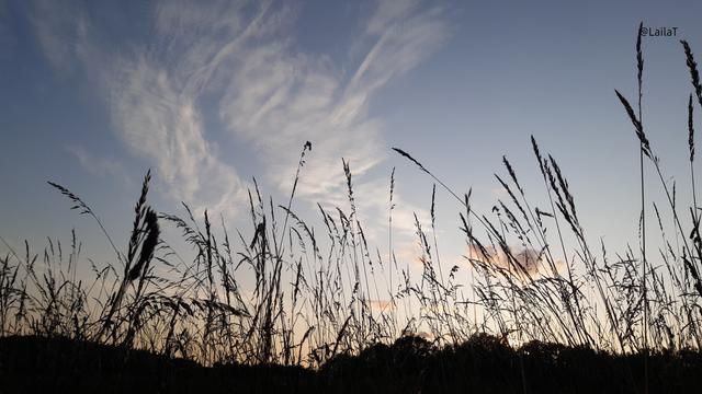 Gräser auf einer Wiese, von schräg unten fotografiert vor einem Abendhimmel mit kleinen Wölkchen.