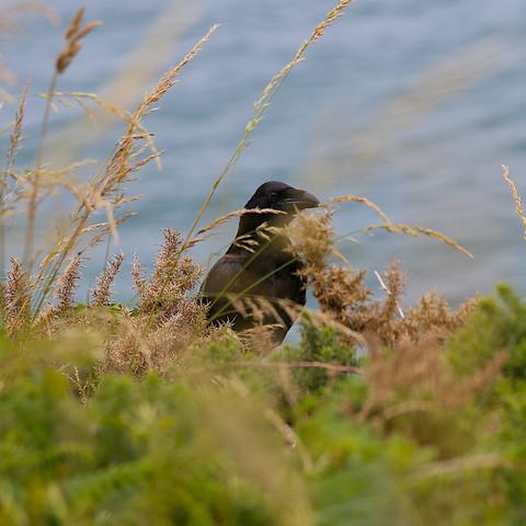 A Raven, probably juvenile, looks at you through some grass stems. A grey-ish sea forms the background.