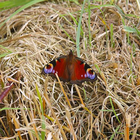A Peacock Butterfly rests on some dead grass.
