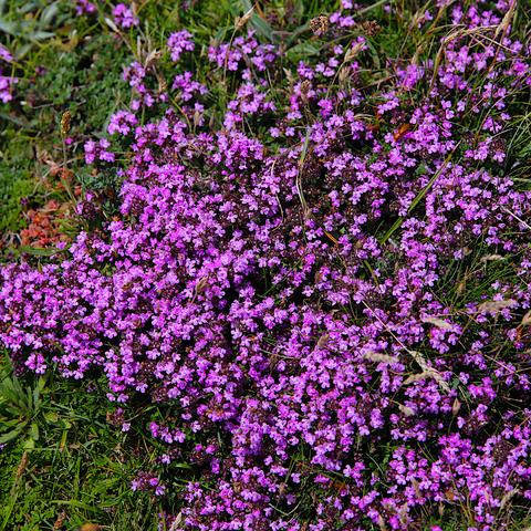 A bed of tiny purplish pink Wild Thyme flowers, so tightly packed that barely any foliage can be seen in between them. Each flower has a small white patch in the centre.