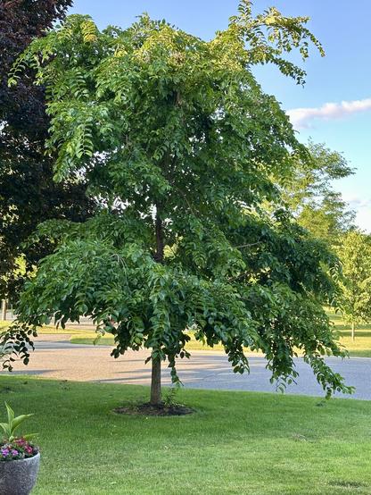 A large green tree with its branches almost touching the green grass on the ground. A grey roadway can be seen behind it.