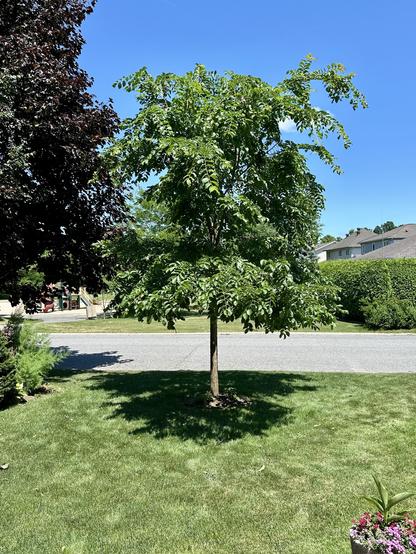A large green tree trimmed up to look a lot smaller.