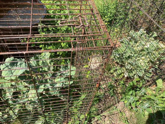 Two rusting old dog crates are being used to protect some perennial kale plants from the pigeons while the plants get established. The crate on the left has a Taunton Deane kale with dark green foliage inside. The other crate contains a daubenton panache kale which has variegated leaves. The ground around them needs a good weeding to knock back the marestail and fat hen that’s coming up.