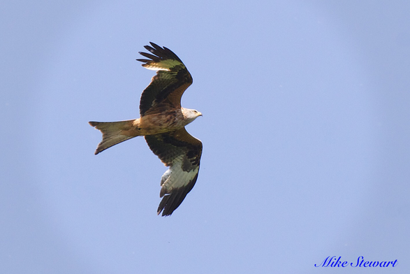 A Red Kite, wings outstretched against a clear blue sky