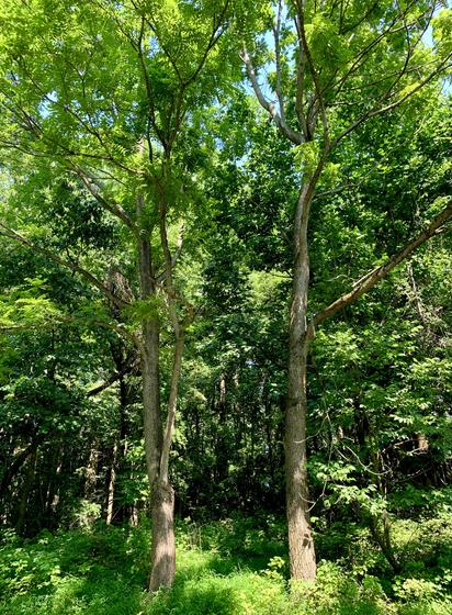 Two trees are standing about six feet apart, looking like a gate to the dense forest.