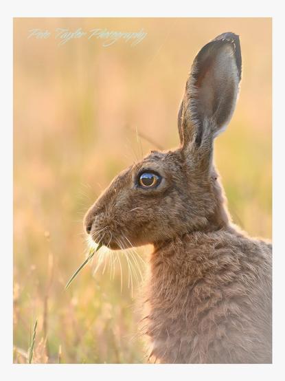 close up on brown hare in profile head and shoulders with a long blade of grass in their mouth