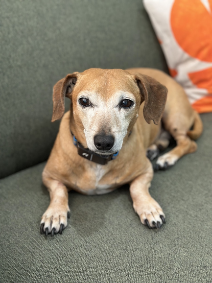 dachshund-mix is exhausted, sphinx-pose on a green couch .