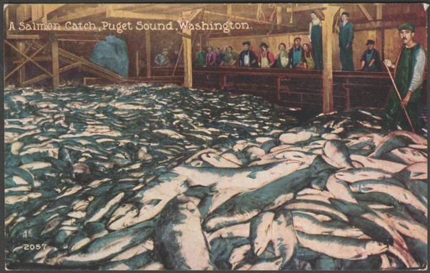Printed colour postcard showing a view of a large salmon catch in the Puget Sound of Washington, USA.

Published by Pacific Novelty Co, San Francisco, No 2057, c.1910.

Postally unused.

Good condition, with slight corner bumps.