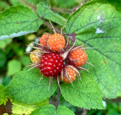 A cluster of wineberry fruits. The biggest one is bright red and smaller ones are orange.
