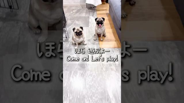 [PUG] 性格の違い (difference in personality) おやつが欲しい vs 遊びたい (Wanting a treat vs. wanting to play)