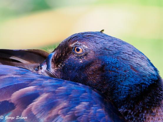 Close up of the head, neck and upper back of a duck.  The bird's head is turned and the beak is buried in the feathers of its wing.  The bird's eye is orange, and its feathers are purple and black.