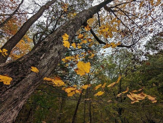 One of a series of photos taken in autumn at a forested midwestern U.S. park featuring a cave system.