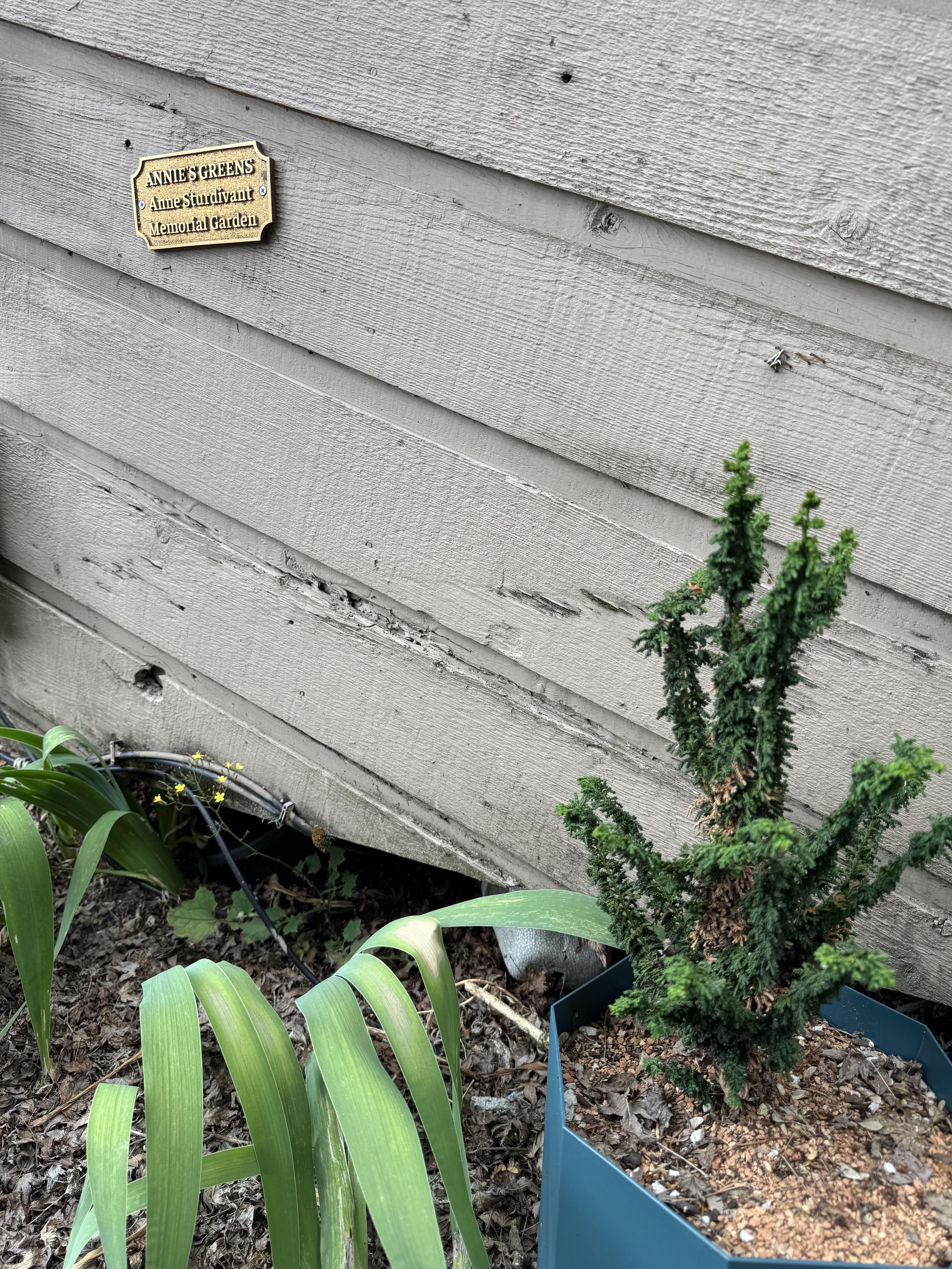 A small green bonsai is planted in a blue pot, positioned next to a wooden wall that features a plaque reading "ANNIE'S GREENS, Anne Stridivant Memorial Garden." There are green plants with long leaves in the foreground.
