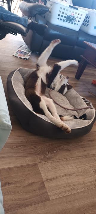 Chocolate and white border collie twisting in her sleep on her  bed, feet in the air.